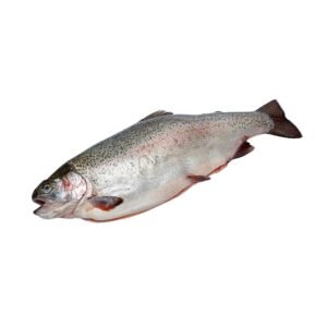 Atlantic salmon/Rainbow trout