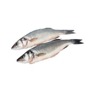 Sea bass