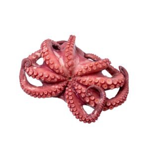 Octopus, Whole, cooked