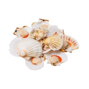 Scallops , Half shelf, roe-on