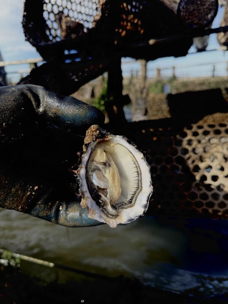 Oysters degustation