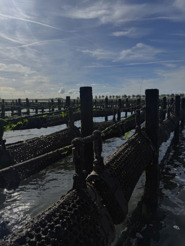 Oysters farm